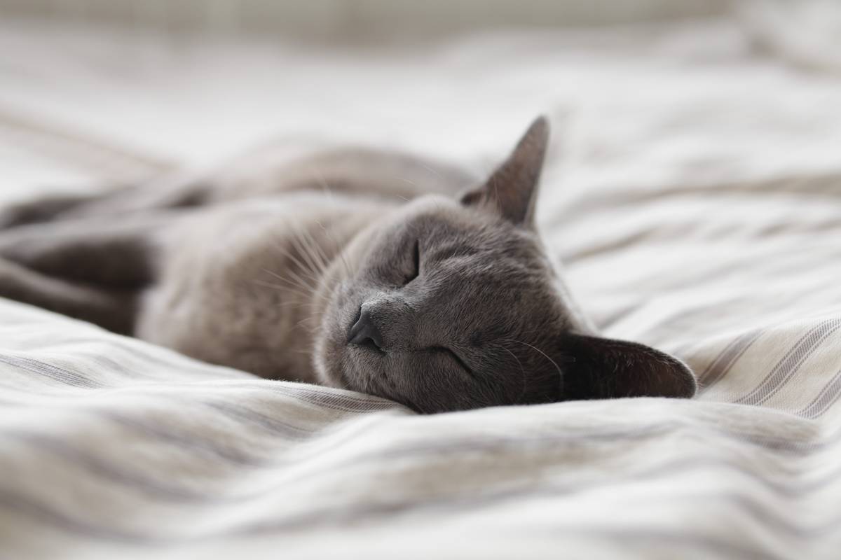 f:id:goolegleu:20190506113121j:plain f:id:goolegleu:20190506113121j:plain