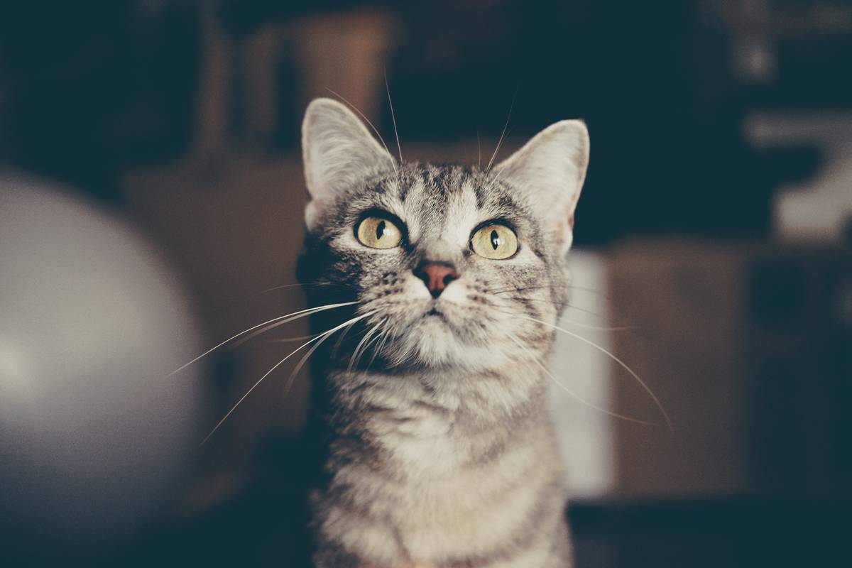 f:id:goolegleu:20190506113123j:plain f:id:goolegleu:20190506113123j:plain
