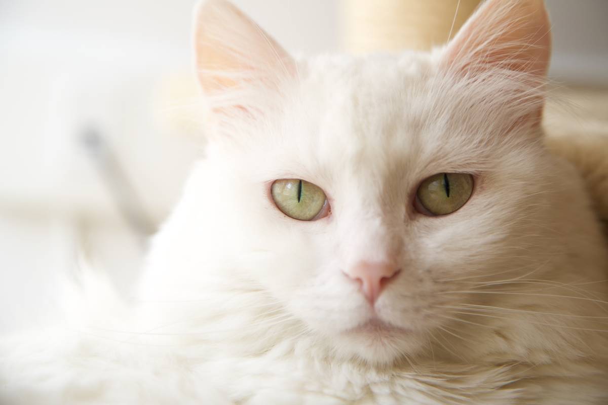 f:id:goolegleu:20190506113125j:plain f:id:goolegleu:20190506113125j:plain