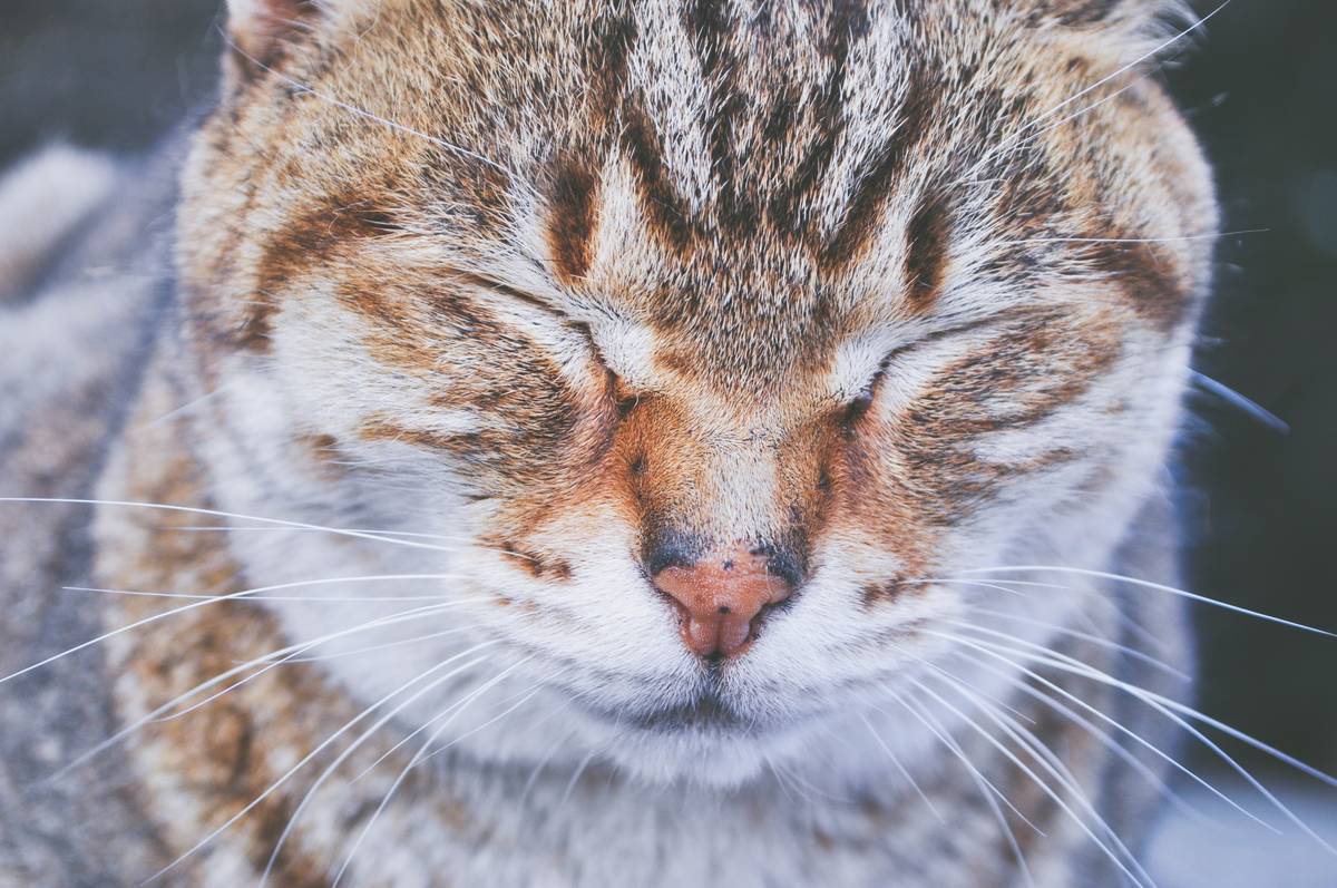 f:id:goolegleu:20190506113128j:plain f:id:goolegleu:20190506113128j:plain