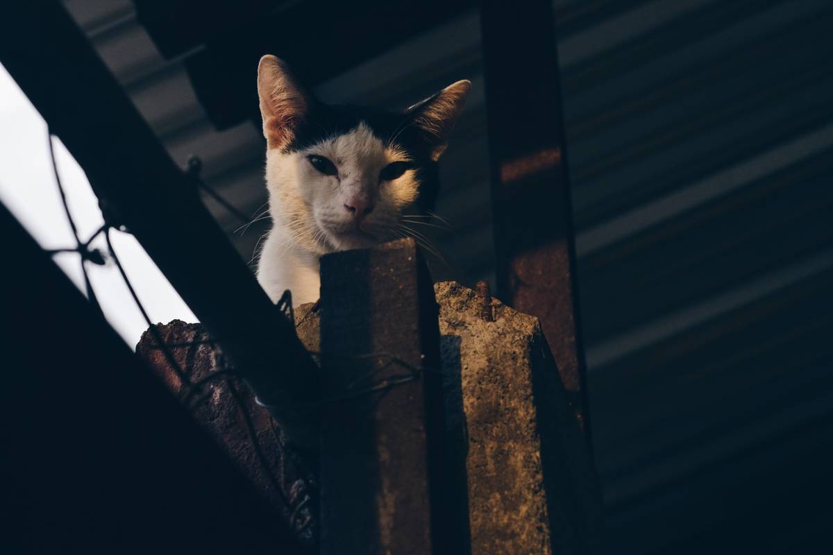f:id:goolegleu:20190517200701j:plain f:id:goolegleu:20190517200701j:plain
