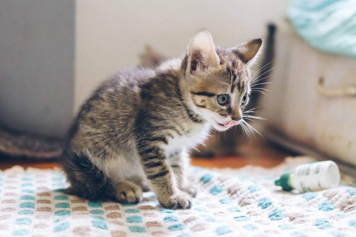 f:id:goolegleu:20190517200708j:plain f:id:goolegleu:20190517200708j:plain