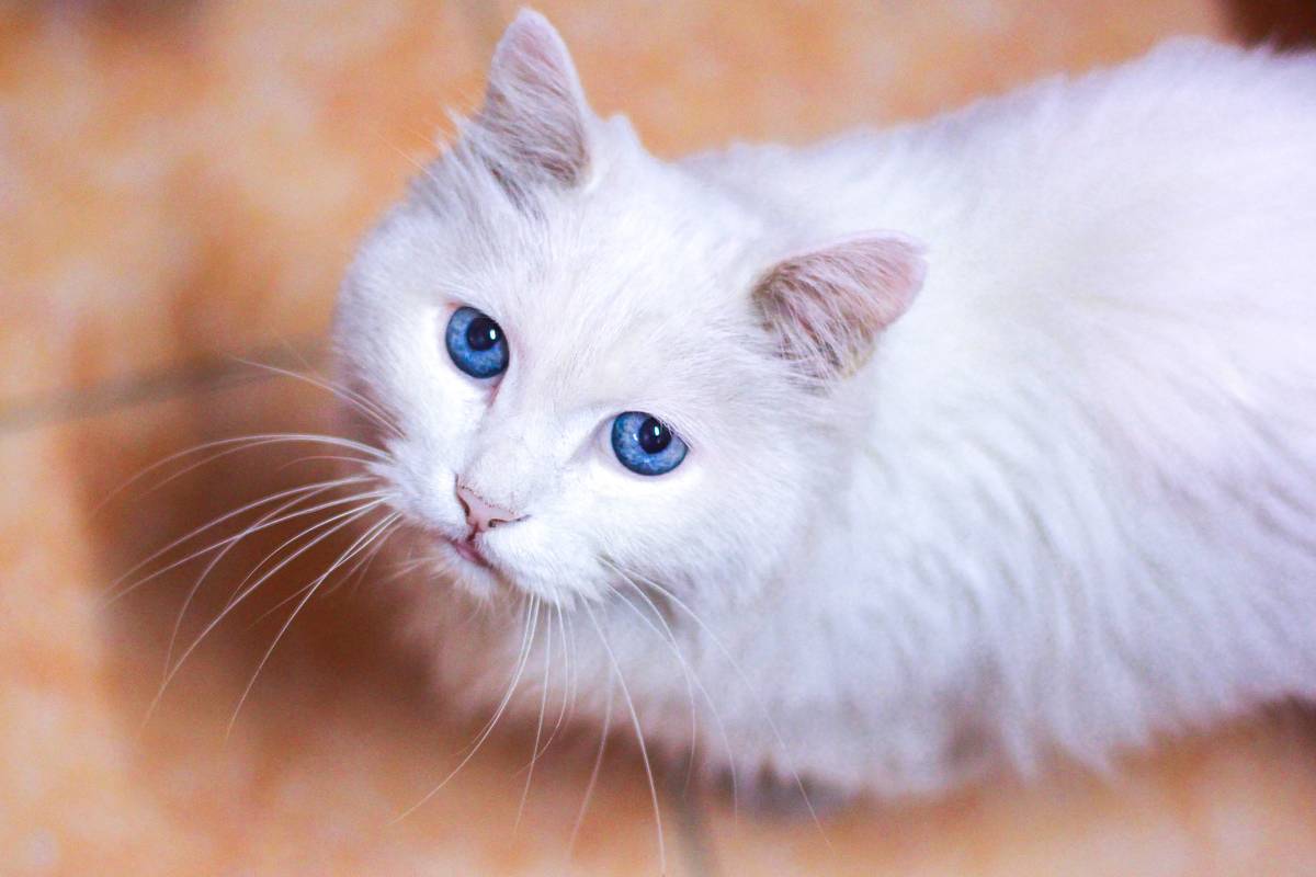 f:id:goolegleu:20190517200712j:plain f:id:goolegleu:20190517200712j:plain