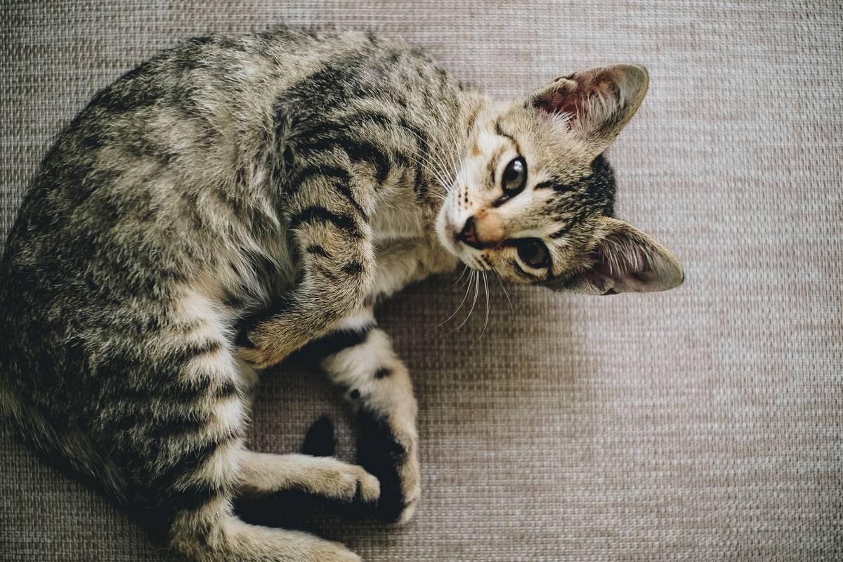 f:id:goolegleu:20190517200718j:plain f:id:goolegleu:20190517200718j:plain