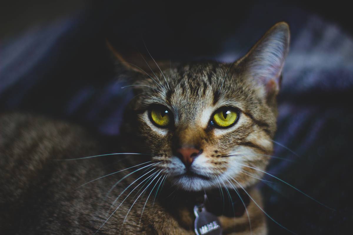 f:id:goolegleu:20190517200726j:plain f:id:goolegleu:20190517200726j:plain