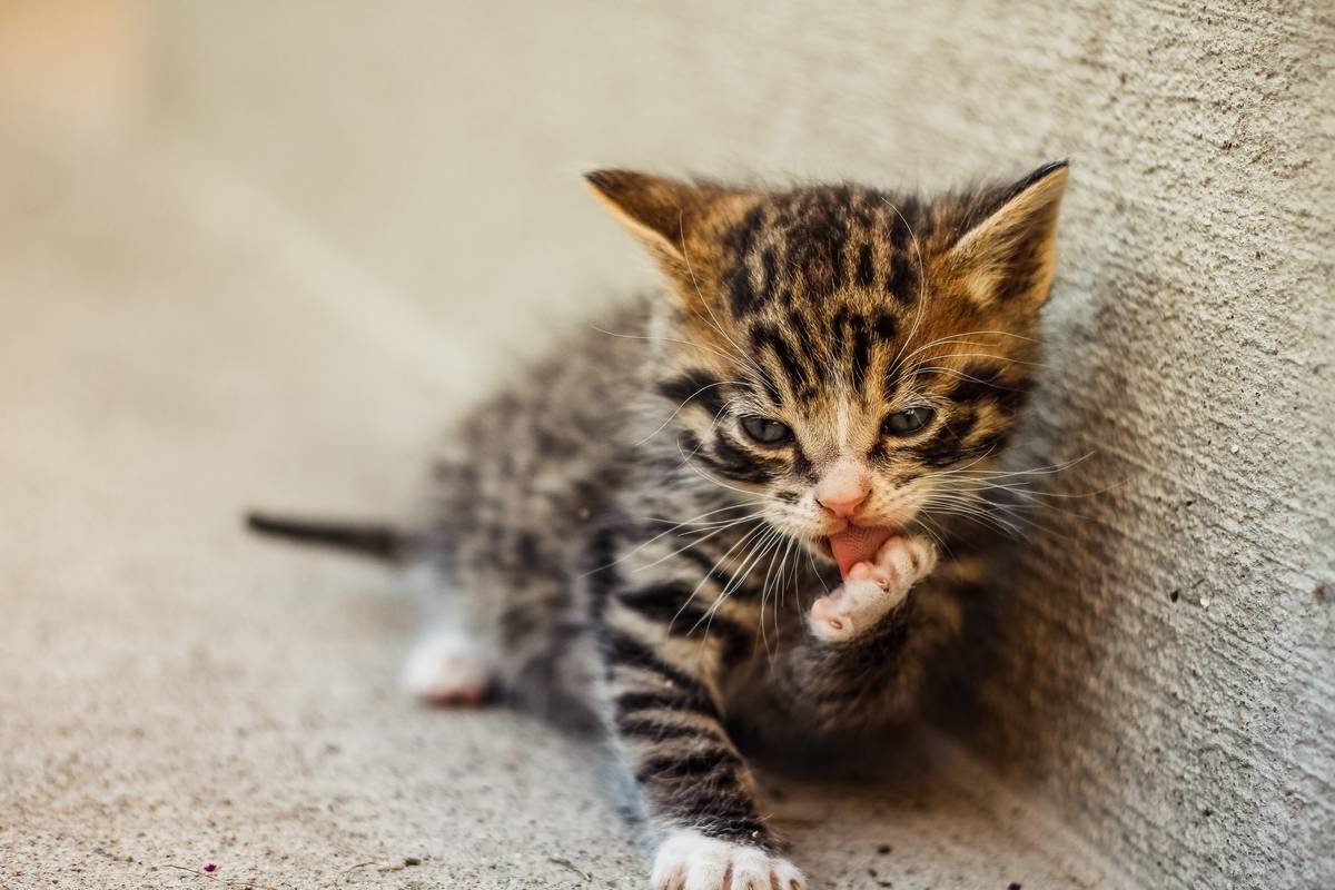 f:id:goolegleu:20190621200145j:plain f:id:goolegleu:20190621200145j:plain