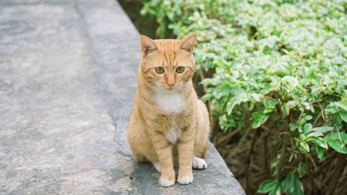 f:id:goolegleu:20190621200343j:plain f:id:goolegleu:20190621200343j:plain