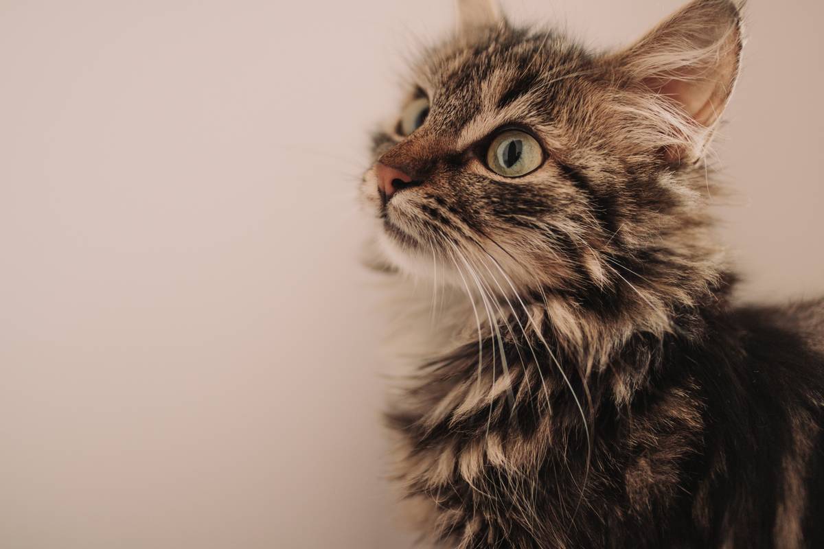 f:id:goolegleu:20190621200359j:plain f:id:goolegleu:20190621200359j:plain