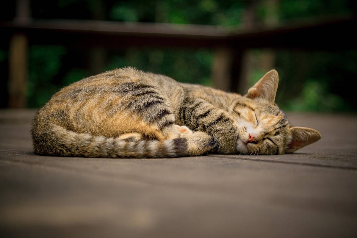 f:id:goolegleu:20190621200509j:plain f:id:goolegleu:20190621200509j:plain