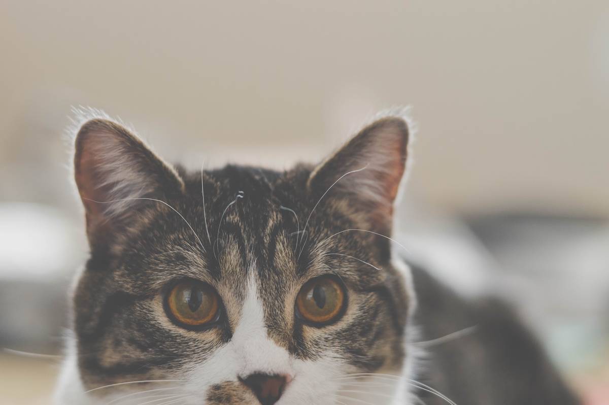 f:id:goolegleu:20190621200610j:plain f:id:goolegleu:20190621200610j:plain