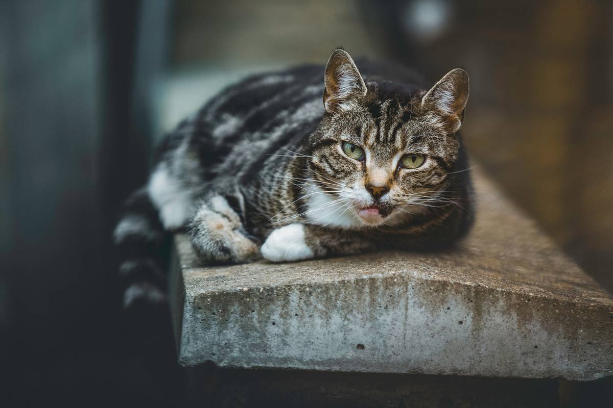 f:id:goolegleu:20190621200628j:plain f:id:goolegleu:20190621200628j:plain