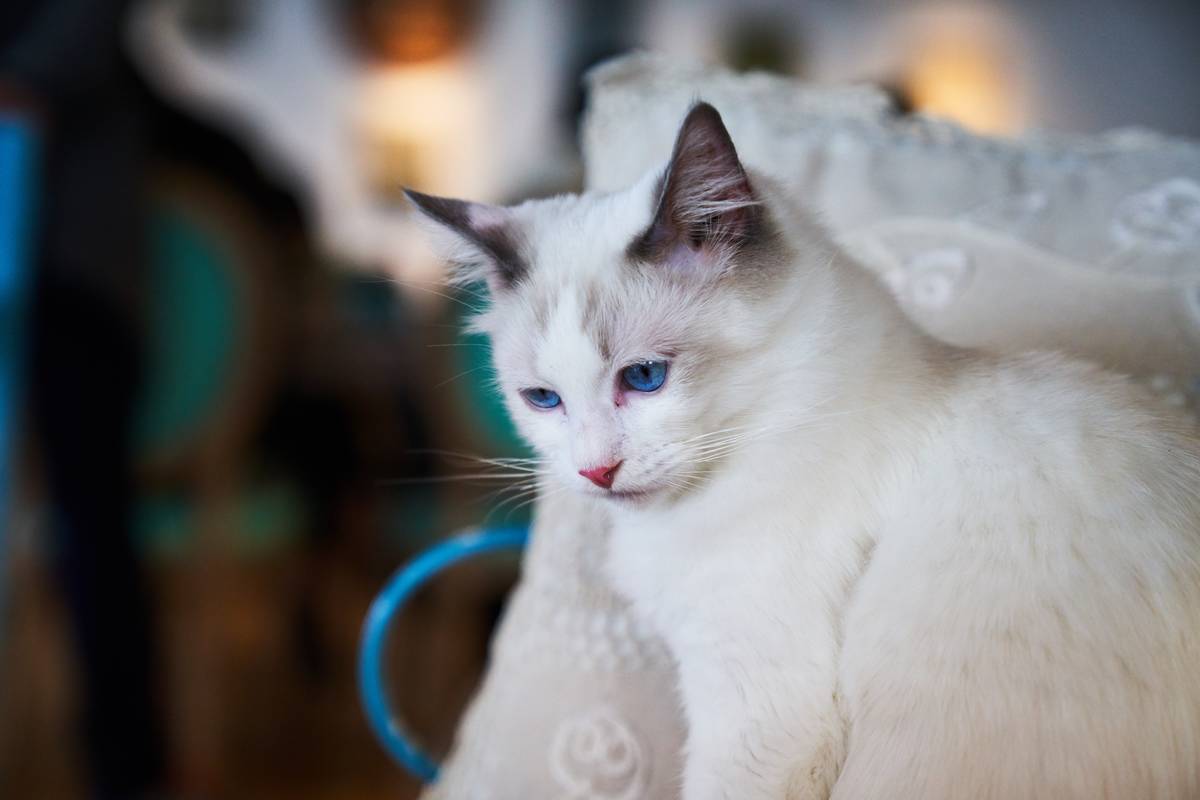 f:id:goolegleu:20190621200659j:plain f:id:goolegleu:20190621200659j:plain