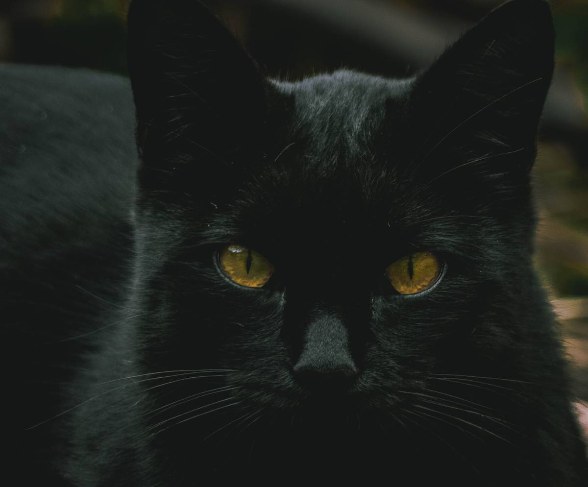 f:id:goolegleu:20190621200803j:plain f:id:goolegleu:20190621200803j:plain