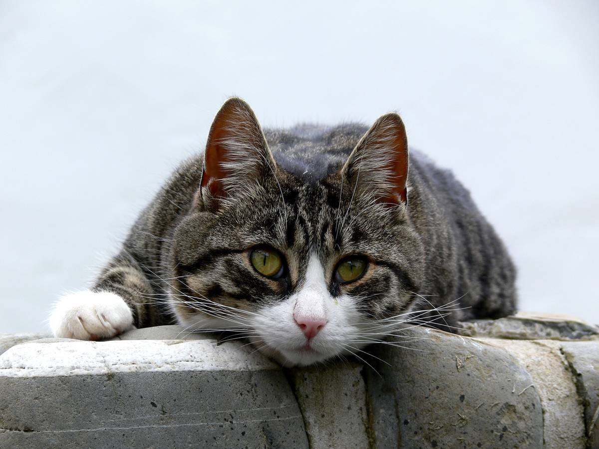 f:id:goolegleu:20190621200814j:plain f:id:goolegleu:20190621200814j:plain
