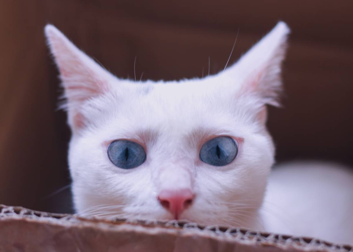 f:id:goolegleu:20190621200830j:plain f:id:goolegleu:20190621200830j:plain
