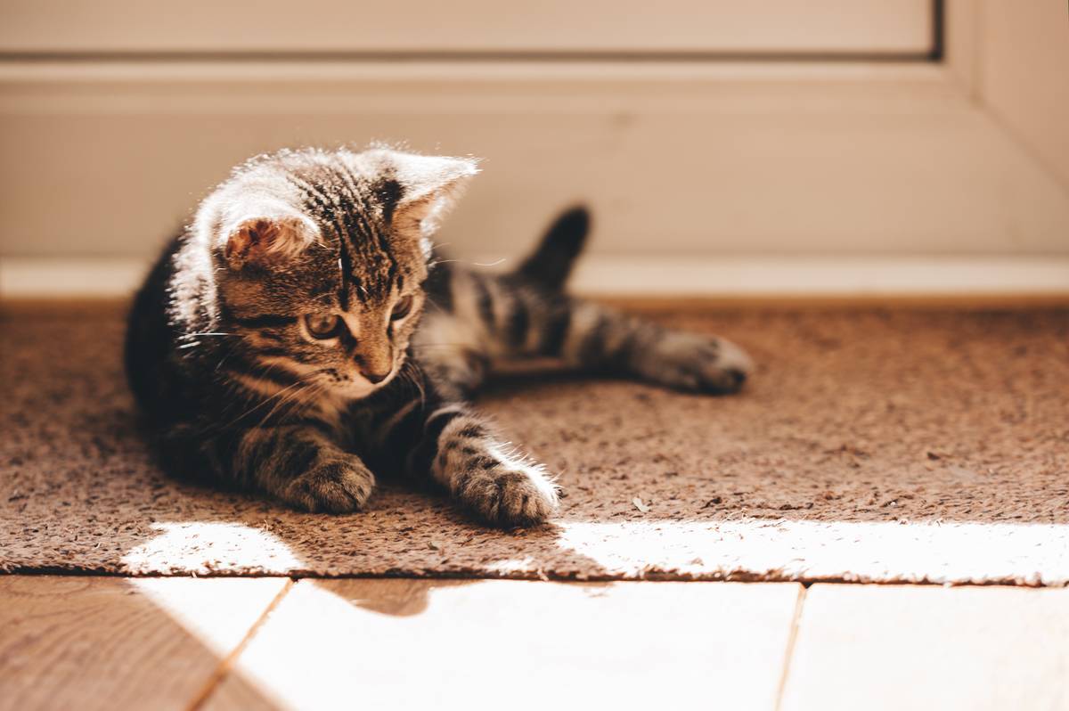 f:id:goolegleu:20190621200915j:plain f:id:goolegleu:20190621200915j:plain