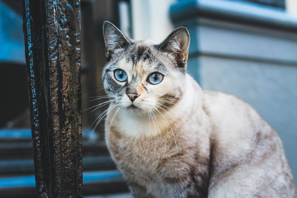f:id:goolegleu:20190621201012j:plain f:id:goolegleu:20190621201012j:plain