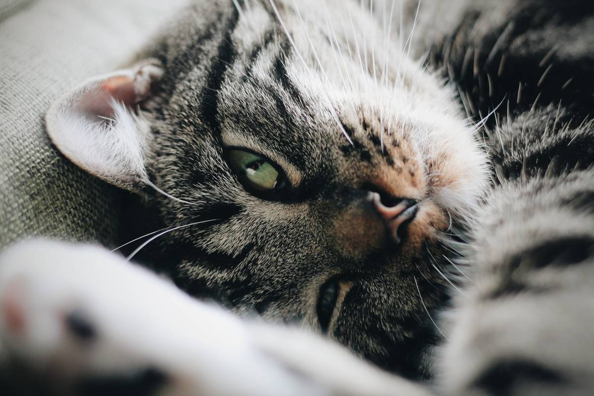 f:id:goolegleu:20190621201031j:plain f:id:goolegleu:20190621201031j:plain