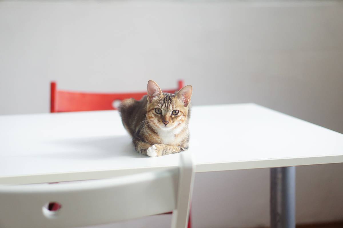 f:id:goolegleu:20190621201042j:plain f:id:goolegleu:20190621201042j:plain