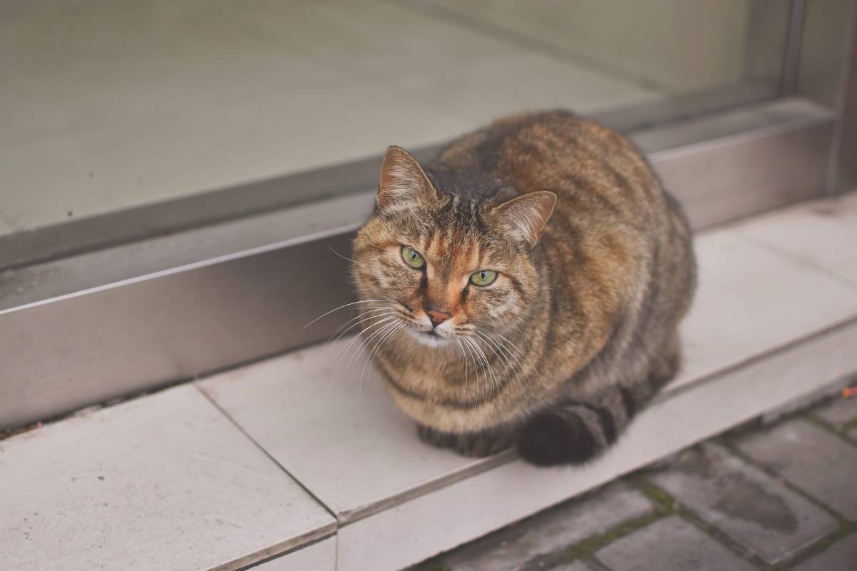 f:id:goolegleu:20190621201135j:plain f:id:goolegleu:20190621201135j:plain