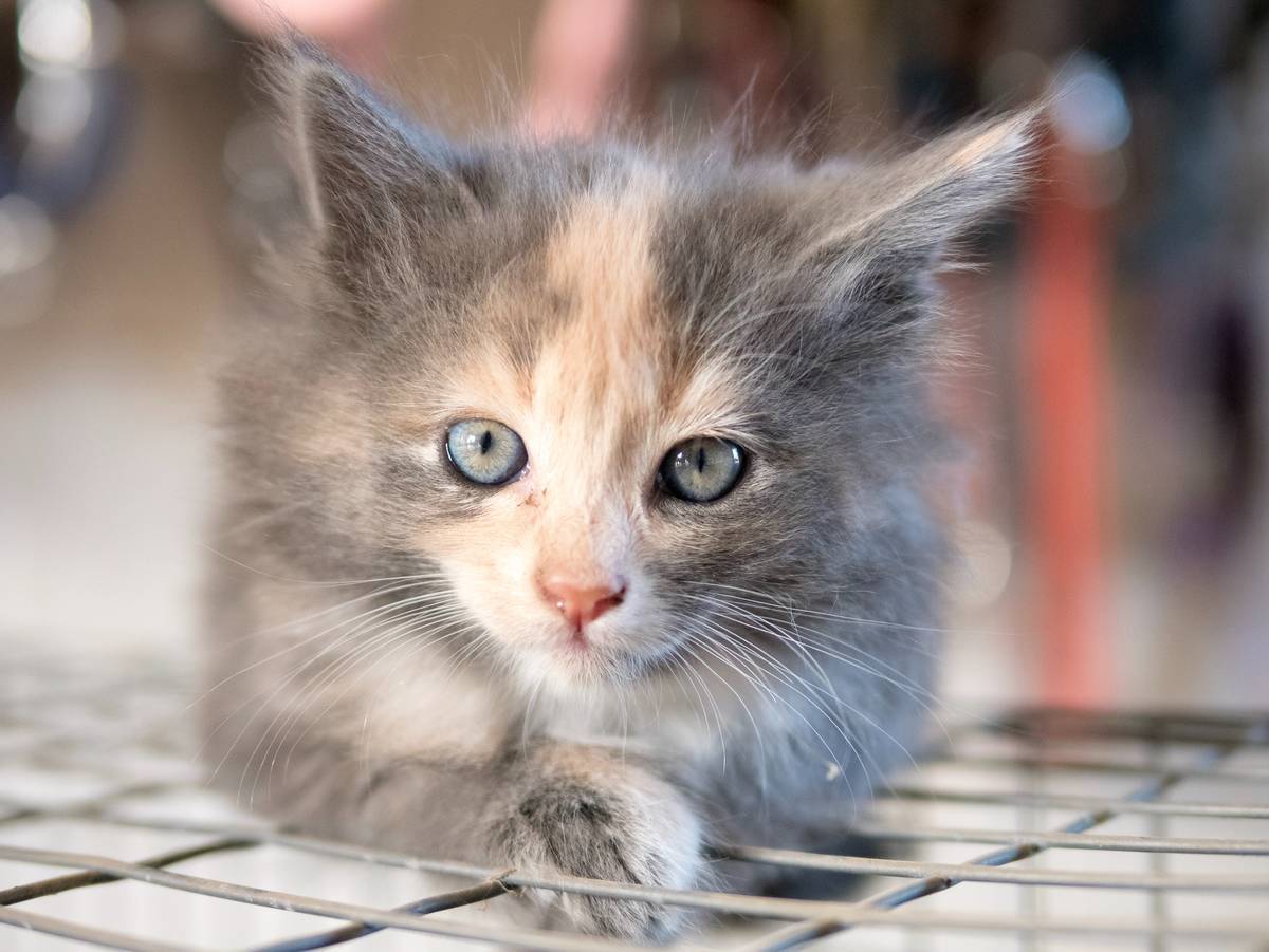 f:id:goolegleu:20190621201147j:plain f:id:goolegleu:20190621201147j:plain