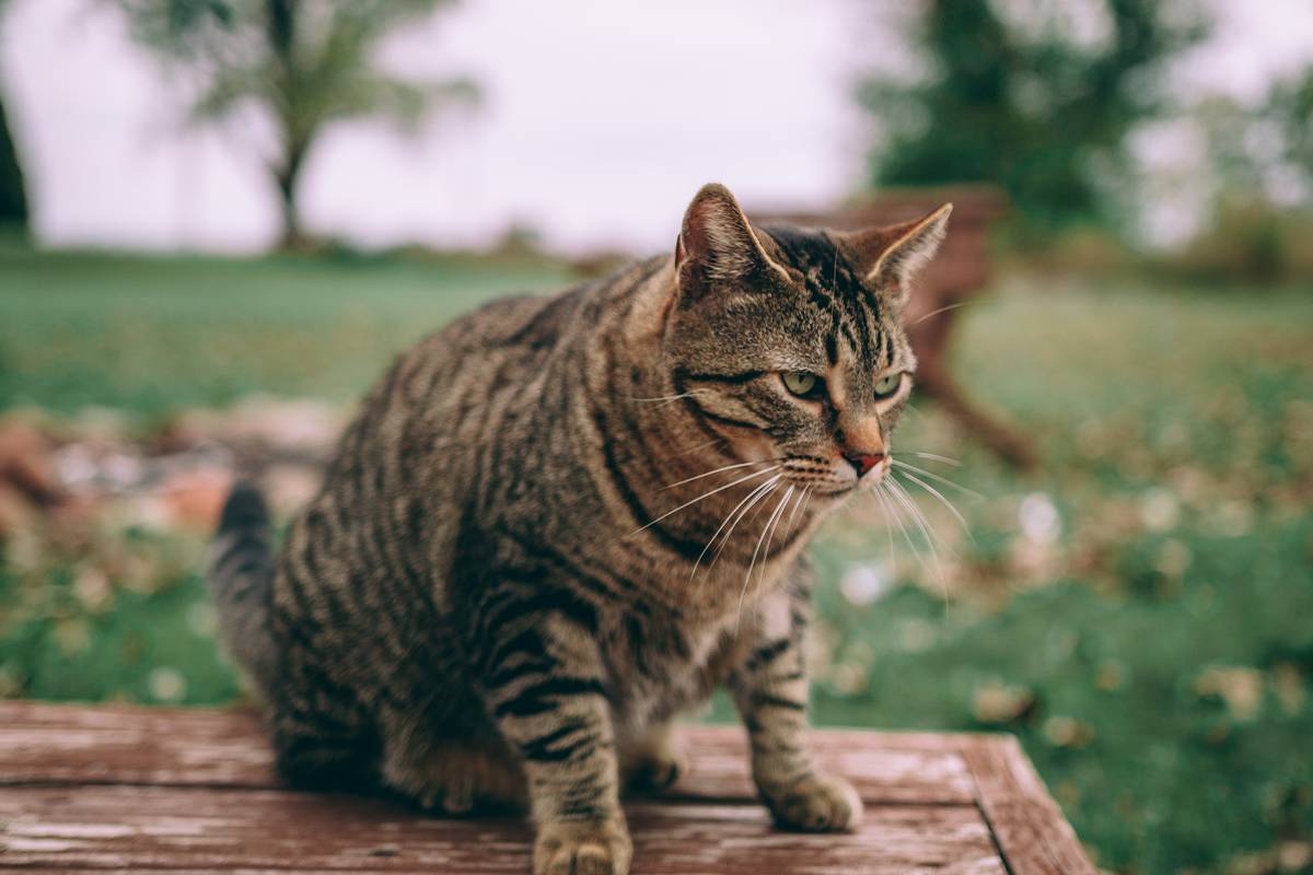 f:id:goolegleu:20190621201232j:plain f:id:goolegleu:20190621201232j:plain