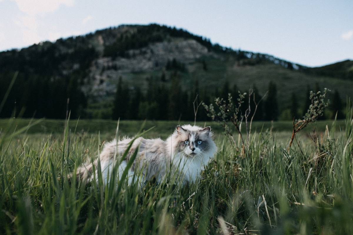 f:id:goolegleu:20190621201255j:plain f:id:goolegleu:20190621201255j:plain