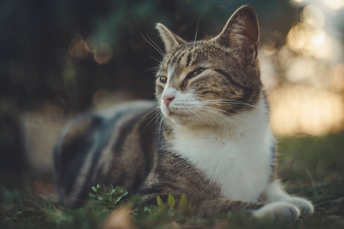 f:id:goolegleu:20190621201400j:plain f:id:goolegleu:20190621201400j:plain