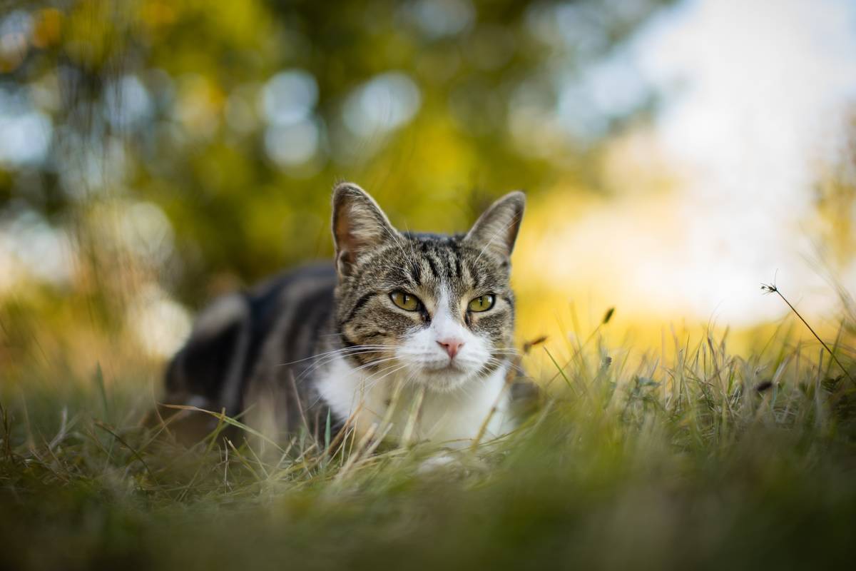 f:id:goolegleu:20190621201418j:plain f:id:goolegleu:20190621201418j:plain