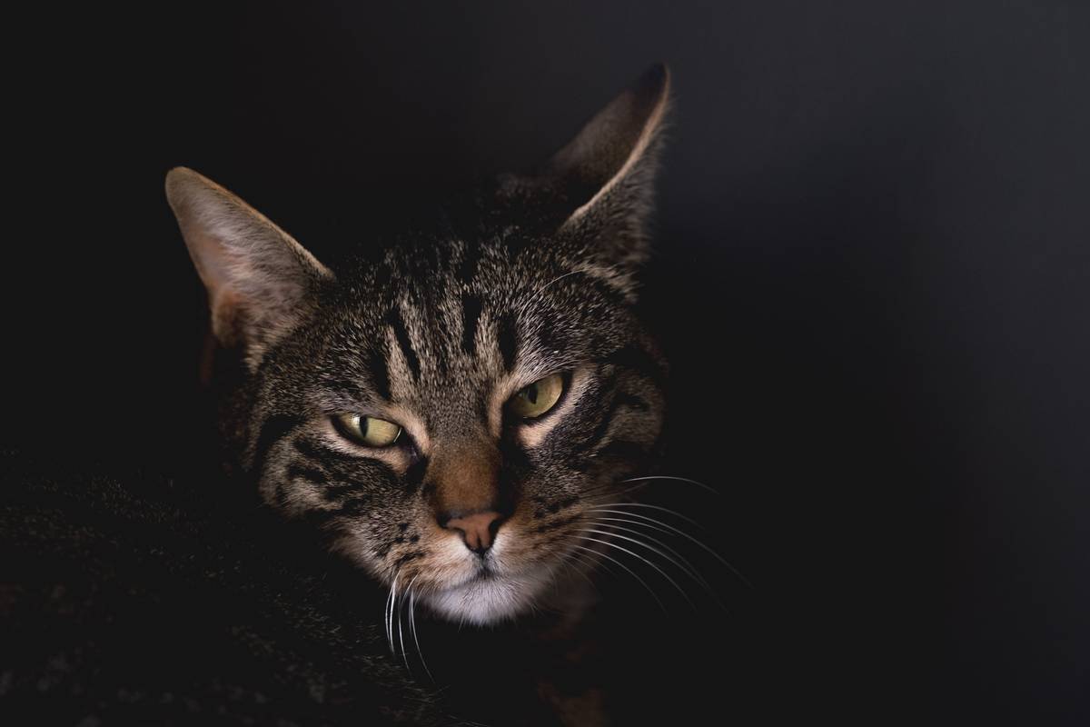 f:id:goolegleu:20190621201555j:plain f:id:goolegleu:20190621201555j:plain