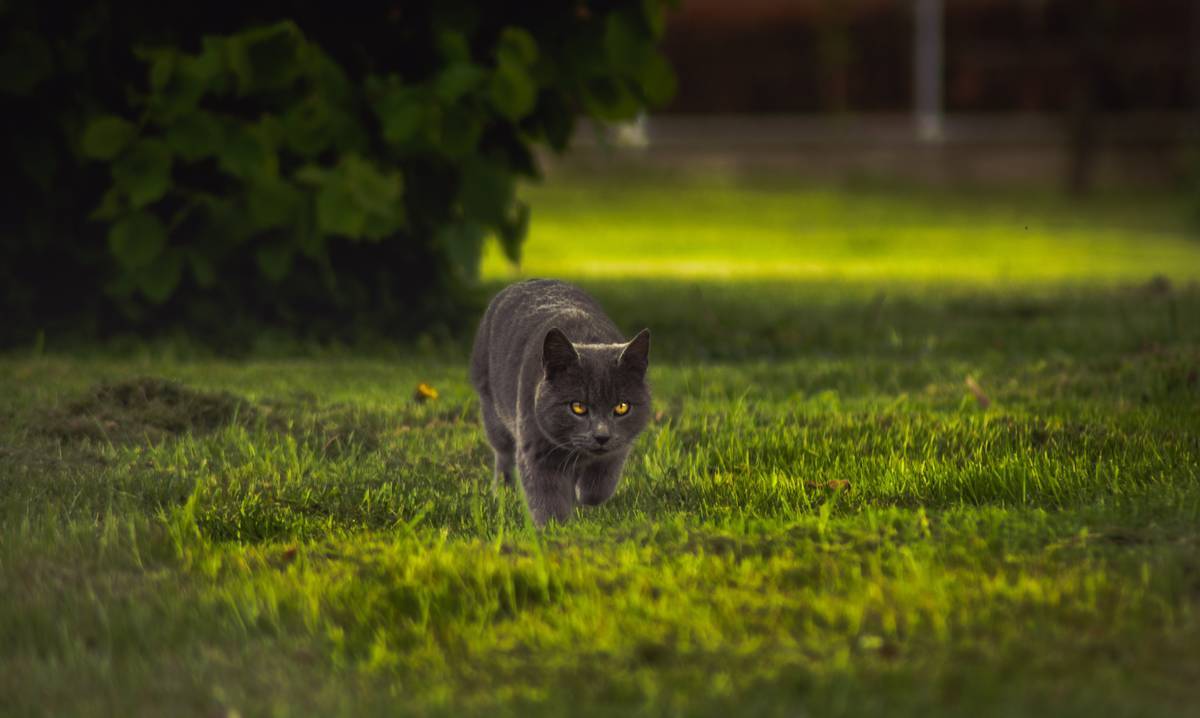 f:id:goolegleu:20190621201628j:plain f:id:goolegleu:20190621201628j:plain