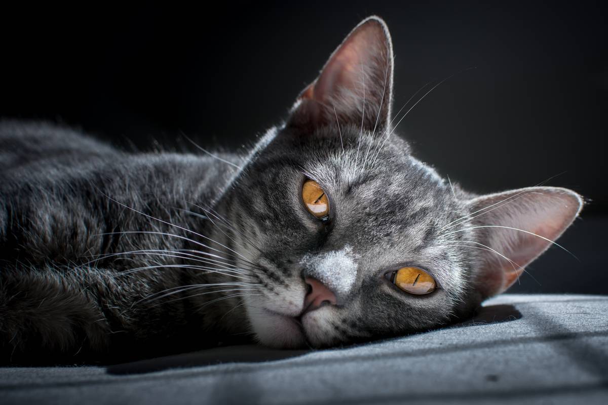 f:id:goolegleu:20190621201722j:plain f:id:goolegleu:20190621201722j:plain