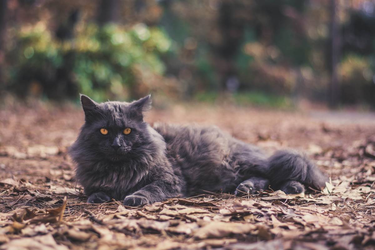 f:id:goolegleu:20190621201812j:plain f:id:goolegleu:20190621201812j:plain