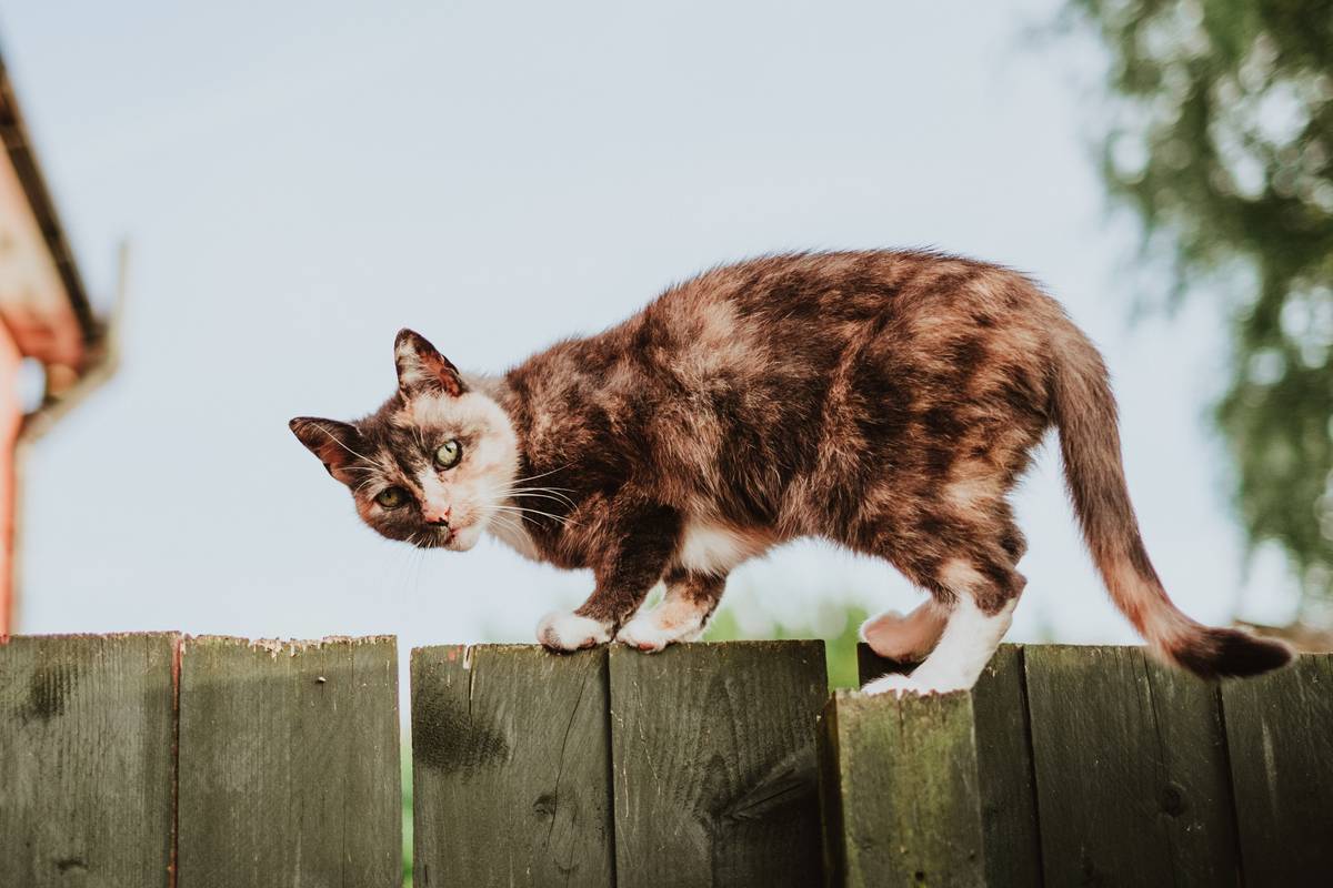 f:id:goolegleu:20190621201827j:plain f:id:goolegleu:20190621201827j:plain