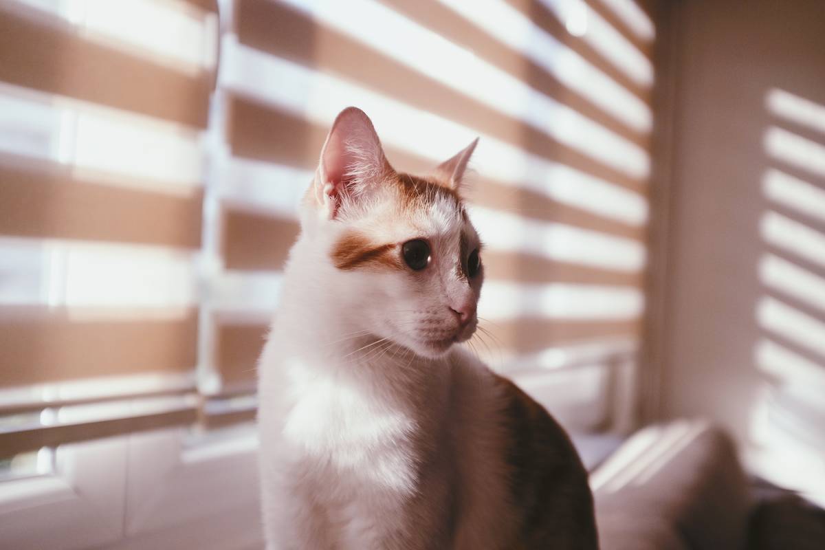 f:id:goolegleu:20190621203233j:plain f:id:goolegleu:20190621203233j:plain