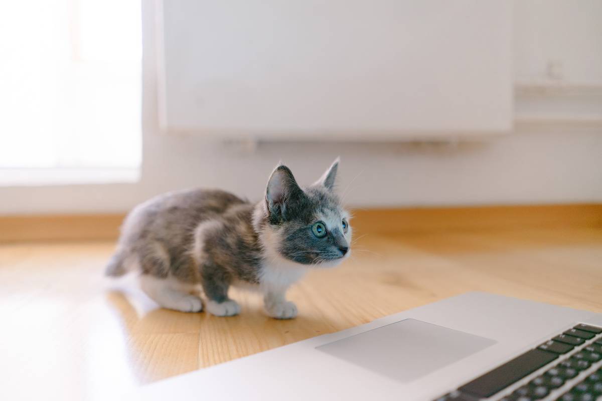 f:id:goolegleu:20190621203422j:plain f:id:goolegleu:20190621203422j:plain