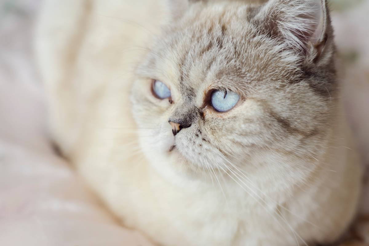 f:id:goolegleu:20190621203451j:plain f:id:goolegleu:20190621203451j:plain
