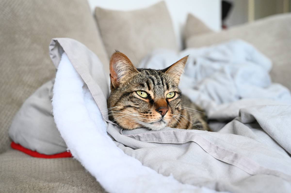 f:id:goolegleu:20190621203544j:plain f:id:goolegleu:20190621203544j:plain