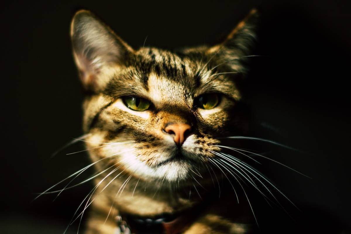 f:id:goolegleu:20190621203643j:plain f:id:goolegleu:20190621203643j:plain