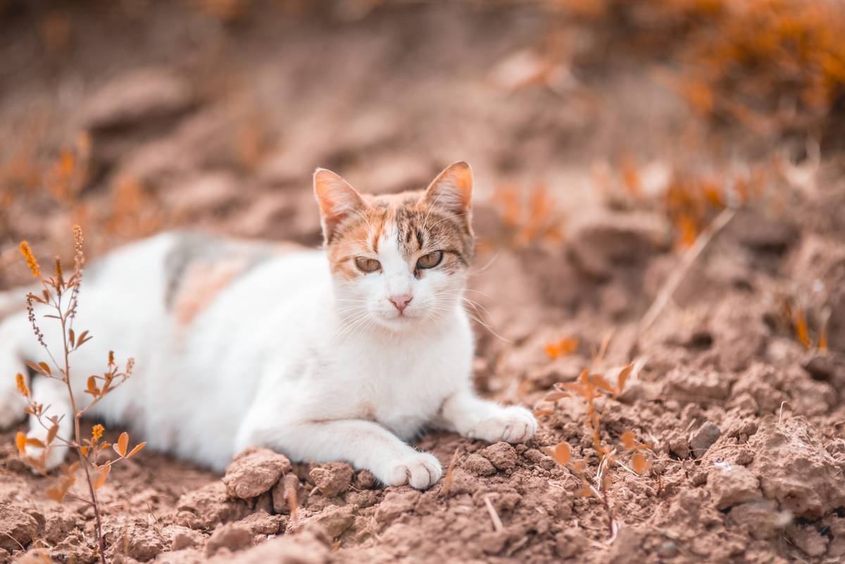 f:id:goolegleu:20190621203700j:plain f:id:goolegleu:20190621203700j:plain