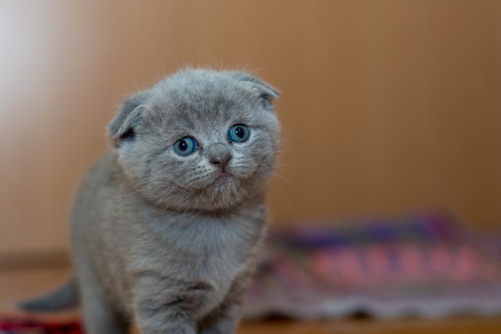f:id:goolegleu:20191109091942j:plain f:id:goolegleu:20191109091942j:plain