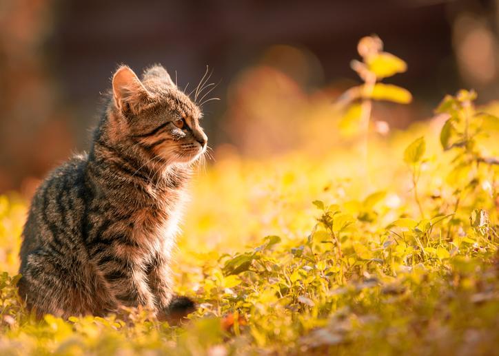 f:id:goolegleu:20191109091957j:plain f:id:goolegleu:20191109091957j:plain
