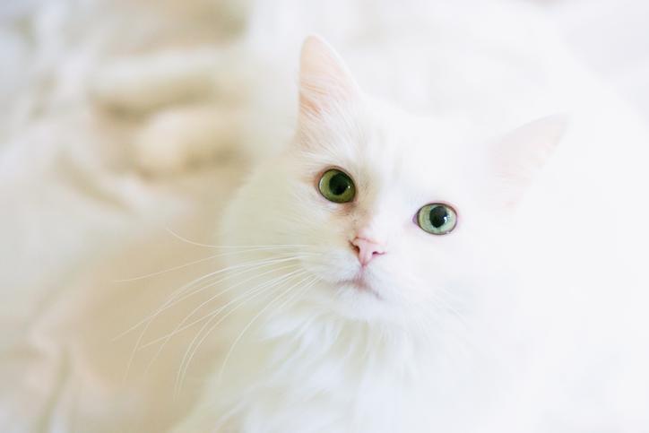 f:id:goolegleu:20191201201526j:plain f:id:goolegleu:20191201201526j:plain
