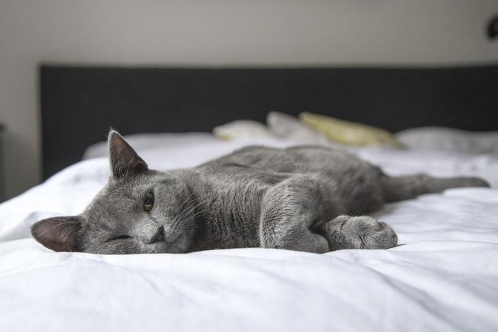 f:id:goolegleu:20191209203504j:plain f:id:goolegleu:20191209203504j:plain