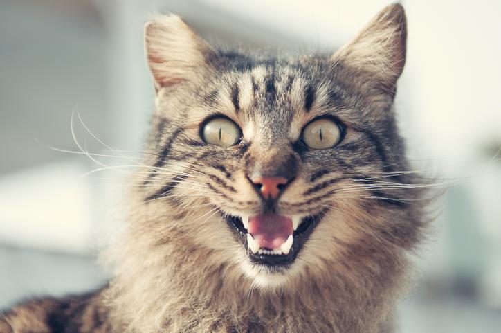 f:id:goolegleu:20191209203520j:plain f:id:goolegleu:20191209203520j:plain
