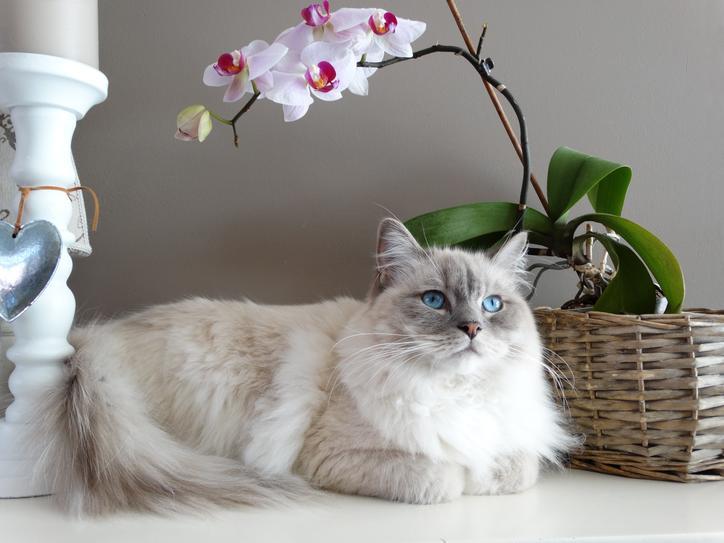 f:id:goolegleu:20191213195005j:plain f:id:goolegleu:20191213195005j:plain