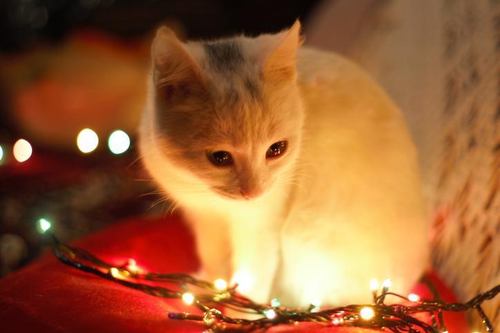 f:id:goolegleu:20191213195037j:plain f:id:goolegleu:20191213195037j:plain