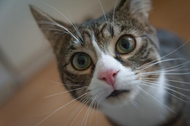 f:id:goolegleu:20191221101040j:plain f:id:goolegleu:20191221101040j:plain