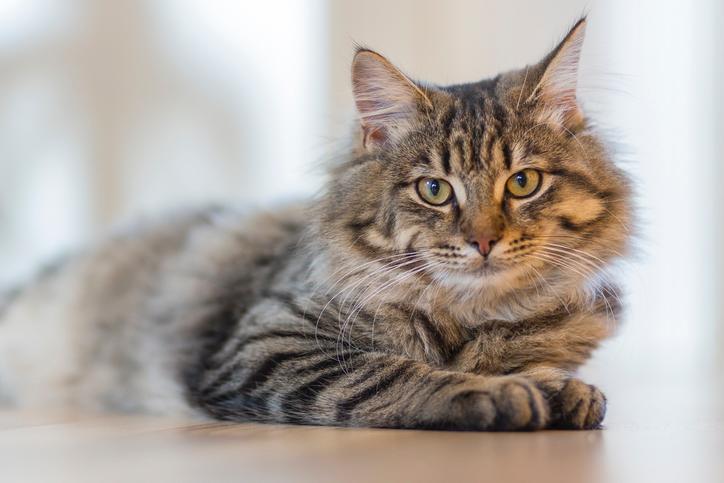f:id:goolegleu:20191221101044j:plain f:id:goolegleu:20191221101044j:plain