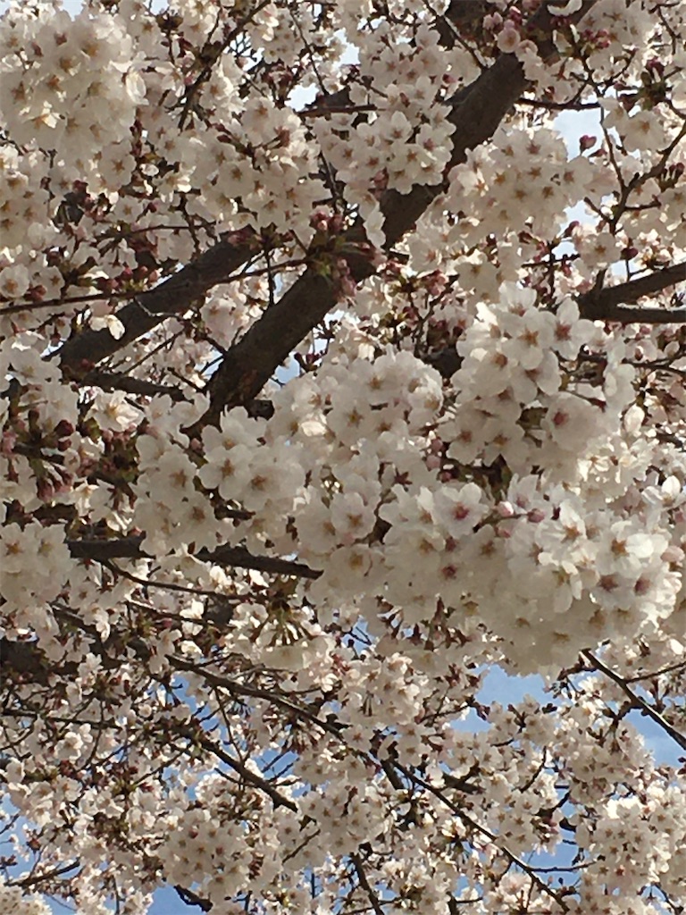 f:id:gootimizu:20200329110501j:image
